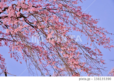 満開の桜 満開の桜 138135390