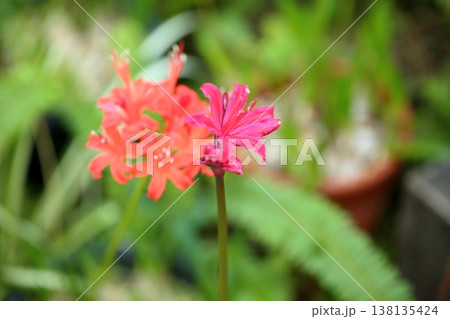 ネリネの花　ダイヤモンドリリー 138135424