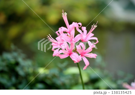 ネリネの花 ダイヤモンドリリー ネリネの花 ダイヤモンドリリー 138135425