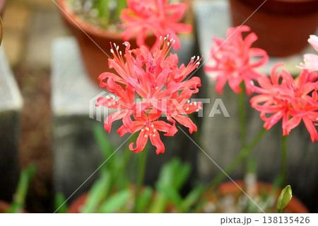 ネリネの花　ダイヤモンドリリー 138135426