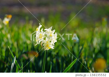 スイセンの花 スイセンの花 138135532