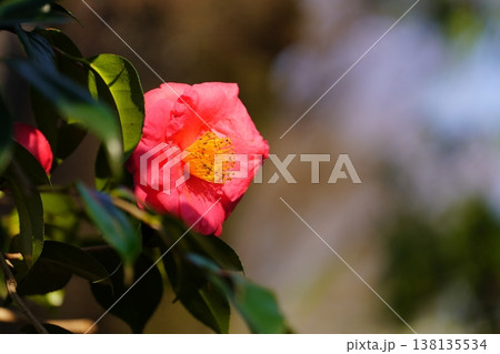 椿の花 138135534