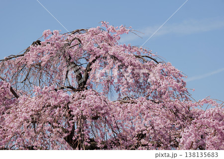 青空に映える枝垂れ桜 138135683