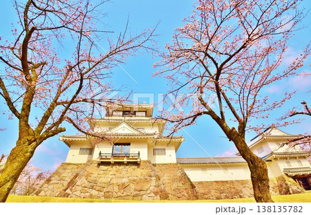 長岡城の桜 138135782