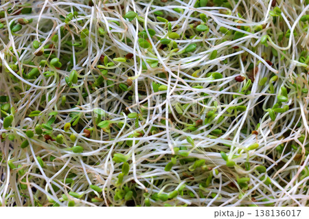 Alfalfa sprouts pile Alfalfa sprouts pile 138136017