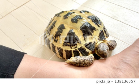 足に近寄ってきて遊ぶロシアリクガメ 138136357