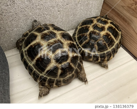 すみっこで落ち着くロシアリクガメ 138136379