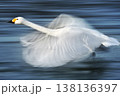翼を広げる白鳥 138136397