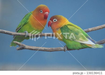 ボタンインコのカップルが見つめ合う仲良しな姿 愛情やコミュニケーションのイメージ ボタンインコのカップルが見つめ合う仲良しな姿 愛情やコミュニケーションのイメージ 138136411