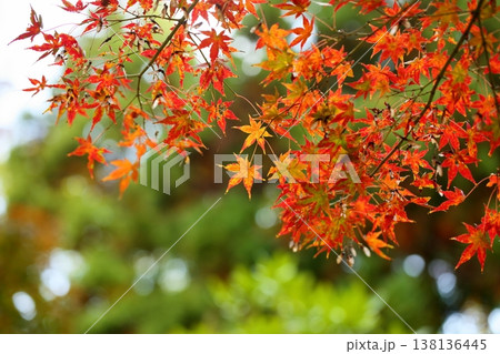 色づく　イロハモミジの葉 138136445