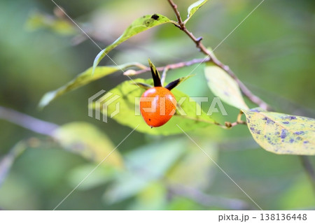 可愛い　ツクバネガキの実 138136448