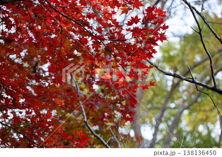 鮮やか 紅葉 カエデの葉 鮮やか 紅葉 カエデの葉 138136450