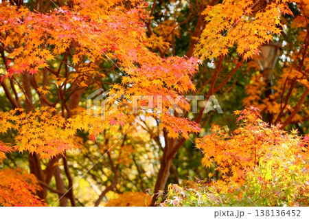 黄葉　爽やか　カエデの葉 138136452