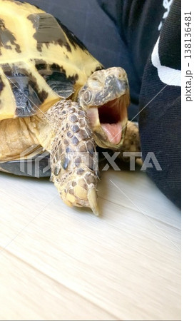 思い切りあくびをするロシアリクガメ 思い切りあくびをするロシアリクガメ 138136481