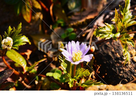 早春に咲く紫色のキクザキイチゲの花 138136511