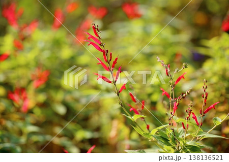 優雅 サルビア エレガンスの花 優雅 サルビア エレガンスの花 138136521