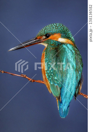枝にとまるカワセミ 138136582