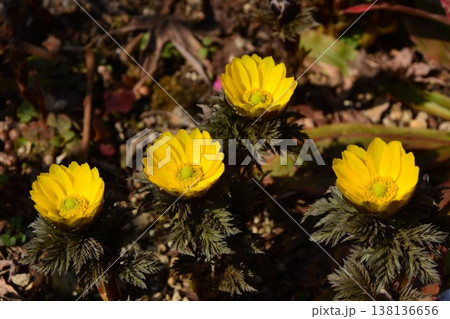 早春黄金色に咲く福寿草の花 早春黄金色に咲く福寿草の花 138136656