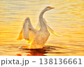 夕日に照らされて輝く白鳥 138136661