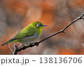 枝にとまるメジロ 138136706