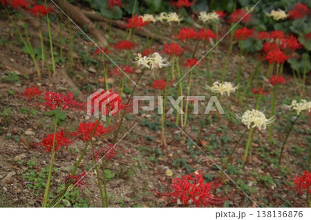 秋の花 彼岸花 107 138136876