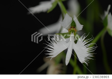 可憐なサギソウの花 138136903