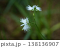 可憐なサギソウの花 138136907