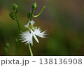 可憐なサギソウの花 138136908