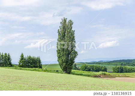 北海道美瑛町　夏の北海道　人気の観光スポット　ケンとメリーの木 138136915