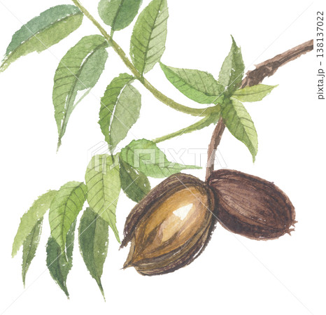 水彩で描いたペカンナッツ ピーカンナッツ 水彩で描いたペカンナッツ ピーカンナッツ 138137022