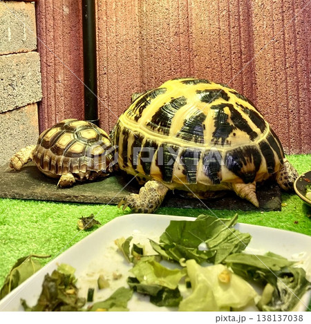 ふたりでライト下で伸びるロシアリクガメとケヅメリクガメ 138137038