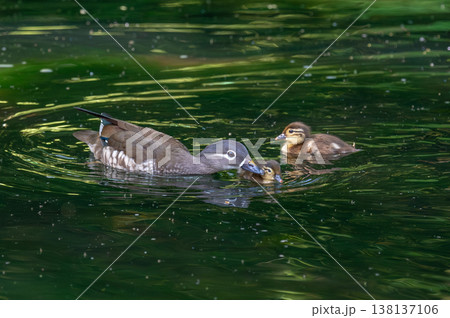 池を泳ぐオシドリの親子 138137106