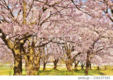 満開に咲く新潟県長岡市越路河川公園の桜 満開に咲く新潟県長岡市越路河川公園の桜 138137165