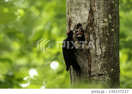 子育て中のクマゲラ 138137217