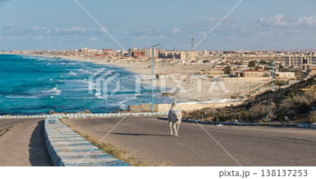 地中海の海岸線を望む海岸道路に立つ野良犬(マルサマトルーフ) 地中海の海岸線を望む海岸道路に立つ野良犬(マルサマトルーフ) 138137253