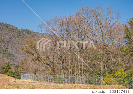 冬枯れの樹林 滋賀県大津市北小松 冬枯れの樹林 滋賀県大津市北小松 138137451