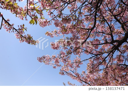 桜 桜 138137471