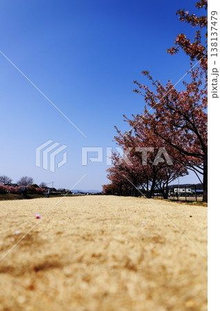 桜 桜 138137479
