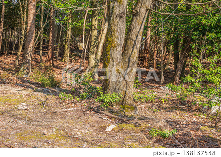 湖西地方の雑木林　滋賀県大津市北小松 138137538