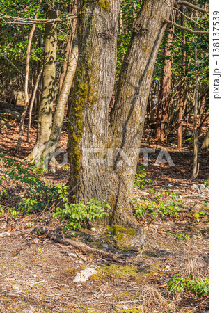 湖西地方の雑木林　滋賀県大津市北小松 138137539