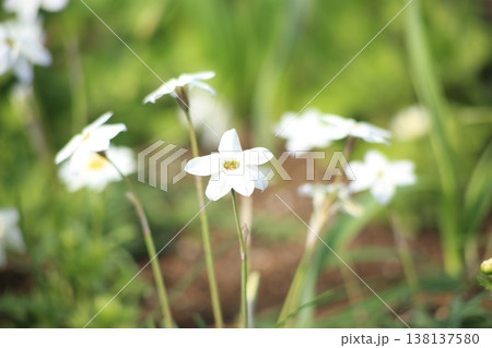 白いハナニラの花 白いハナニラの花 138137580
