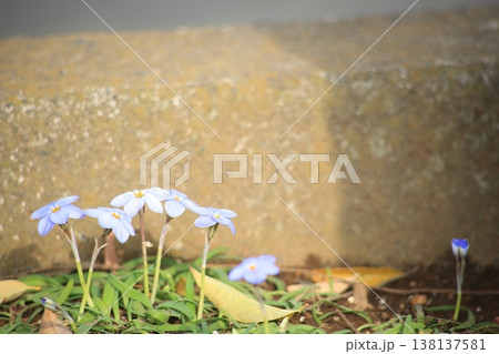 白いハナニラの花 138137581