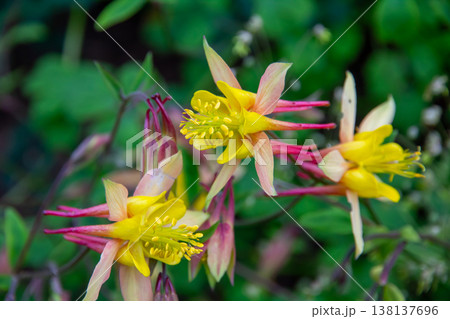 北欧の島国アイスランド共和国北部の中心都市アークレイリ　アークレイリ植物園で見られるセイヨウオダマキ 138137696