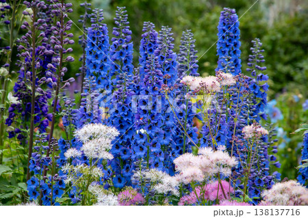 北欧の島国アイスランド共和国北部の中心都市アークレイリ　アークレイリ植物園で見られる花々 138137716