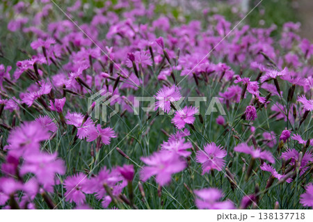 北欧の島国アイスランド共和国北部の中心都市アークレイリ　アークレイリ植物園で見られる花 138137718