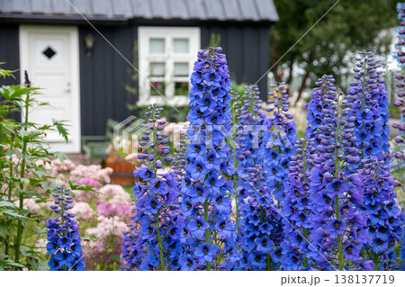 北欧の島国アイスランド共和国北部の中心都市アークレイリ　アークレイリ植物園で見られる花々 138137719