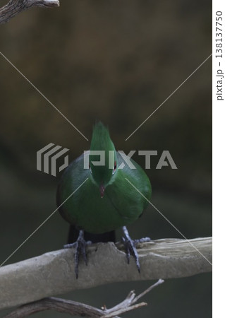 〔福井市・足羽山公園・3月〕正面を見つめるギニアエボシドリ　正面写真 138137750