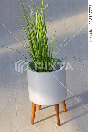 Green plant in ceramic pot 138137775