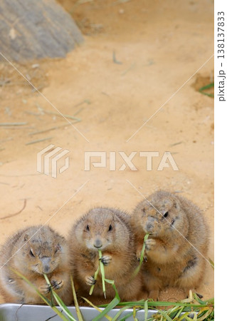 〔福井県福井市・足羽山公園・3月〕お食事中のオグロプレーリードッグ 138137833