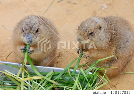〔福井県福井市・足羽山公園・3月〕お食事中のオグロプレーリードッグ 138137835